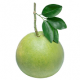 logo_pomelo01